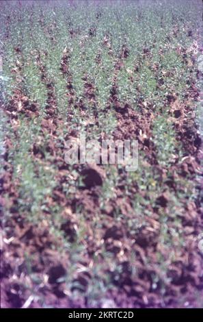 L'arachide, également connue sous le nom d'arachide, de goober, de pindar ou de noix de singe, est une légumineuse cultivée principalement pour ses graines comestibles. Il est largement cultivé dans les tropiques et sous-tropiques, étant important pour les petits et grands producteurs commerciaux.l'arachide (Arachis hypogaea), également connu sous le nom d'arachide, goober (US), pindar (US) ou Monkey Nut (UK), est une culture de légumineuse cultivée principalement pour ses graines comestibles. consommé cru (non chauffé), bouilli, et torréfié et également utilisé pour faire des confiseries et de sa farine pour faire des produits cuits au four. Banque D'Images