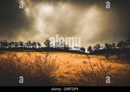 Les bovins éloignés se déplacent librement sur de vastes étendues de surface rurale sous un ciel d'espace d'imitation sombre et spectaculaire. Nuages orageux au-dessus des plaines York, Tasmanie, Australie Banque D'Images