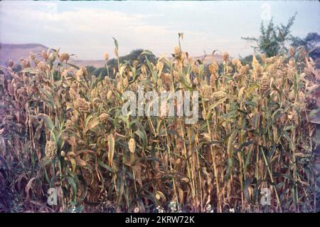 Jowar est communément appelé par divers noms dans l'Inde- jwaarie, jowar, jola, ou jondhalaa et est utilisé pour faire bhakri, jowar roti, ou jolada rotti. Son nom anglais Sorghum, vient de la famille à laquelle il appartient, Sorghum vulgare. Largement cultivé en Asie et en Afrique, le jowar est une source de nutrition de base dans les zones arides, et il n'a pas besoin de soins particuliers pour grandir. Il existe 30 variétés de sorgho, dont une seule est utilisée pour la consommation humaine. C'est la céréale la plus importante du monde en 5th. Banque D'Images