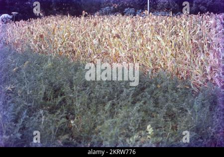 Jowar est communément appelé par divers noms dans l'Inde- jwaarie, jowar, jola, ou jondhalaa et est utilisé pour faire bhakri, jowar roti, ou jolada rotti. Son nom anglais Sorghum, vient de la famille à laquelle il appartient, Sorghum vulgare. Largement cultivé en Asie et en Afrique, le jowar est une source de nutrition de base dans les zones arides, et il n'a pas besoin de soins particuliers pour grandir. Il existe 30 variétés de sorgho, dont une seule est utilisée pour la consommation humaine. C'est la céréale la plus importante du monde en 5th. Banque D'Images