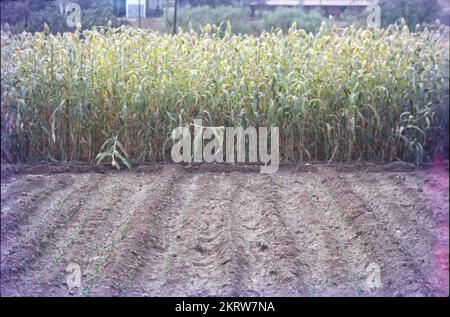 Jowar est communément appelé par divers noms dans l'Inde- jwaarie, jowar, jola, ou jondhalaa et est utilisé pour faire bhakri, jowar roti, ou jolada rotti. Son nom anglais Sorghum, vient de la famille à laquelle il appartient, Sorghum vulgare. Largement cultivé en Asie et en Afrique, le jowar est une source de nutrition de base dans les zones arides, et il n'a pas besoin de soins particuliers pour grandir. Il existe 30 variétés de sorgho, dont une seule est utilisée pour la consommation humaine. C'est la céréale la plus importante du monde en 5th. Banque D'Images