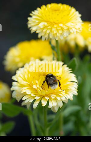 L'abeille recueille le pollen d'une fleur de Calendula. Banque D'Images