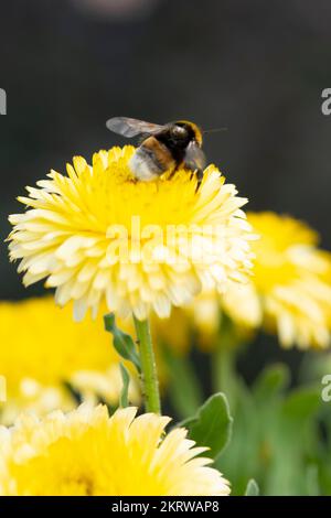 L'abeille recueille le pollen d'une fleur de Calendula. Banque D'Images