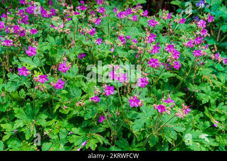 Crane's-bill, Geranium macrorrhizum, floraison à Pruhonice, République Tchèque sur 17 mai 2022. (CTK photo/Libor Sojka) Banque D'Images