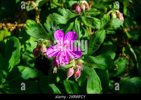 Crane's-bill, Geranium macrorrhizum, floraison à Pruhonice, République Tchèque sur 15 mai 2022. (CTK photo/Libor Sojka) Banque D'Images