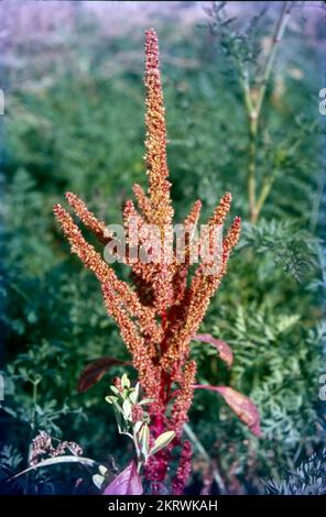 Panicum miliaceum est une culture de grain avec beaucoup de noms communs, y compris le millet proso, millet de maïs-brome, millet commun, millet de porc, Millet Kashfi, millet rouge et millet blanc. Des données archéobotaniques suggèrent que le millet a été domestiqué pour la première fois environ 10 000 BP dans le nord de la Chine. Little Millet ou Varai/Kutki est un autre joyau d'une culture qui est connue pour sa nature résistante et forte. Il est riche en fibres, en fer et en protéines. Banque D'Images