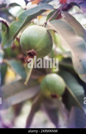 Psidium guajava, la goyave commune, la goyave jaune, la goyave au citron ou la goyave aux pommes est un arbuste à feuilles persistantes ou un petit arbre originaire des Caraïbes, de l'Amérique centrale et de l'Amérique du Sud. Il est facilement pollinisé par les insectes; lorsqu'il est cultivé, il est pollinisé principalement par l'abeille commune, APIS mellifera. Banque D'Images