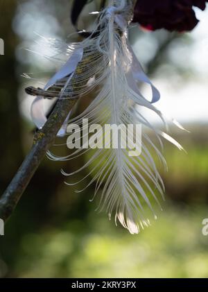 Wicca cadeaux/offrandes sous forme de plumes, rubans colorés et oreilles de maïs attachés aux arbres près de pierres de rollright néolithique dans l'Oxfordshire. Banque D'Images