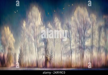 ART MODERNE : scène d'hiver dans le Moor de Loisach près de Bichl, Oberbayern, Allemagne © Edmund Nagele FRPS Banque D'Images