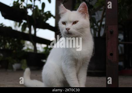 Chat blanc assis en regardant au loin Banque D'Images