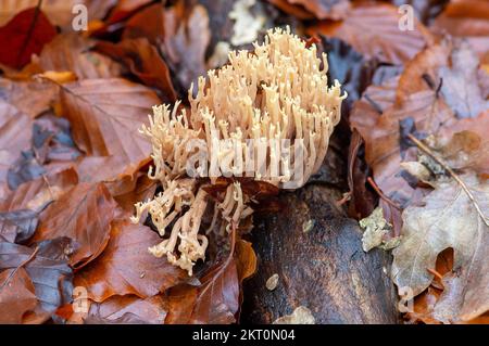 Farnham Common, Royaume-Uni. 29th novembre 2022. Ramaria stritta champignon de corail droit croissant sur les membres de l'arbre de hêtre sur le sol des bois. C'est un champignon de couleur crème pâle avec des branches fourrées qui ressemblent à du corail marin. Burnham Beeches est un site d'intérêt scientifique spécial, une réserve naturelle nationale et un espace européen spécial de conservation où de nombreuses espèces rares et menacées de champignons peuvent être trouvées. La cueillette de champignons dans les sangsues de Burnham constitue une infraction criminelle. Crédit : Maureen McLean/Alay Banque D'Images