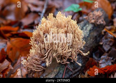 Farnham Common, Royaume-Uni. 29th novembre 2022. Ramaria stritta champignon de corail droit croissant sur les membres de l'arbre de hêtre sur le sol des bois. C'est un champignon de couleur crème pâle avec des branches fourrées qui ressemblent à du corail marin. Burnham Beeches est un site d'intérêt scientifique spécial, une réserve naturelle nationale et un espace européen spécial de conservation où de nombreuses espèces rares et menacées de champignons peuvent être trouvées. La cueillette de champignons dans les sangsues de Burnham constitue une infraction criminelle. Crédit : Maureen McLean/Alay Banque D'Images