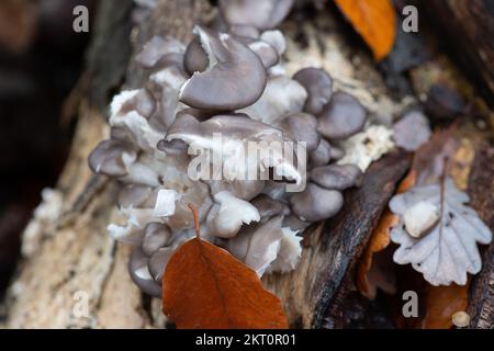 Farnham Common, Buckinghamshire, Royaume-Uni. 28th novembre 2022. Pleurotus ostreatus, champignons à l'huître. Aussi connu sous le nom de champignon huître, ou hiratake il y a beaucoup de différents types de ce champignon. Ils sont largement cultivés pour la consommation humaine. Burnham Beeches est un site d'intérêt scientifique spécial, une réserve naturelle nationale et un espace européen spécial de conservation où de nombreuses espèces rares et menacées de champignons peuvent être trouvées. La cueillette de champignons dans les sangsues de Burnham constitue une infraction criminelle. Crédit : Maureen McLean/Alay Banque D'Images