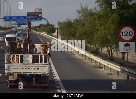 Doha- Qatar 29 novembre 2022, sur les routes du Qatar, il est normal que les chameaux soient transportés du camion Banque D'Images