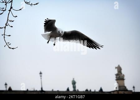 Prague, République tchèque. 29th novembre 2022. Un moulus en vol sur le pont Charles pendant l'hiver à Prague, en République tchèque. (Credit image: © Slavek Ruta/ZUMA Press Wire) Banque D'Images