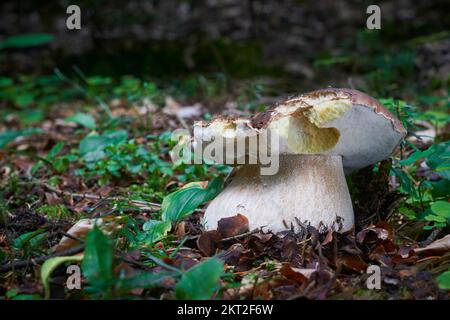 Boletus edulis - champignons comestibles. Boletus poussant dans les forêts d'Europe centrale. Autres noms: cep, porcino, dubak, penny bun, porcini, le roi bolete Banque D'Images