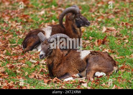 Deux mouflon mâles adultes avec des cornes massives sur un pré herbacé, le jour de l'automne, pas de personnes. Banque D'Images