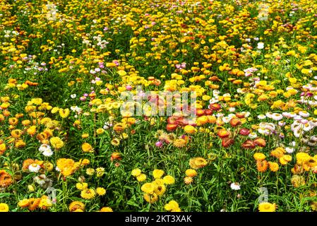 Champ de Xerochrysum bracteatum, communément connu sous le nom de fleur éternelle dorée Banque D'Images