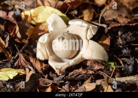 Geastrum triplex, le terétoiles à collier est un champignon trouvé dans les détritus et la litière de feuilles des forêts de feuillus dans le monde entier Banque D'Images