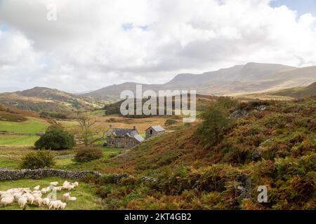 Ferme isolée à Uplands à Ty'n-Llidiart Cregennan, Nr Llynnau, Parc National de Snowdonia, Gwynedd, Pays de Galles Banque D'Images