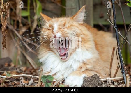 Portrait de chat bâilleux Banque D'Images