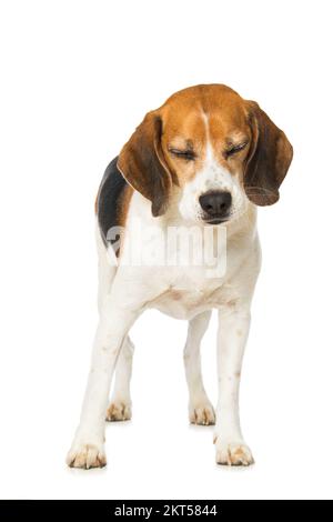 Chien Beagle debout isolé sur fond blanc Banque D'Images