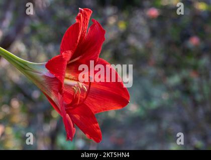Vue rapprochée de la belle couleur rouge vif hybride amaryllis fleur en plein air dans le jardin, isolé sur fond naturel avec bokeh et espace de copie Banque D'Images