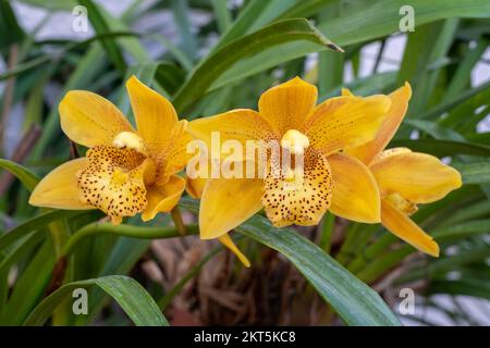 Vue rapprochée des fleurs jaunes et brunes colorées de l'hybride d'orchidées terrestres cymbidium qui fleurit à l'extérieur dans le jardin Banque D'Images