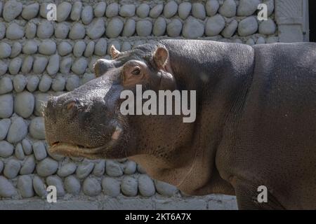 Hippo dans le zoo. Portrait sur l'arrière-plan d'un mur de pierre Banque D'Images