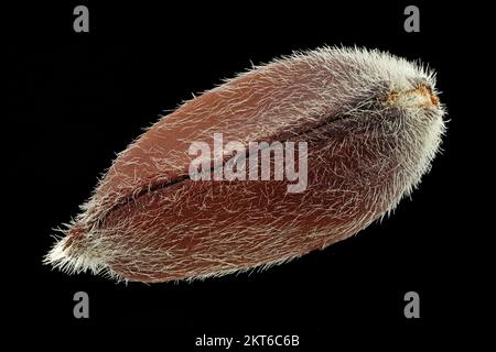 Calycanthus chinensis, arbuste chinois, gros plan, graine, 10-12 mm de long Banque D'Images