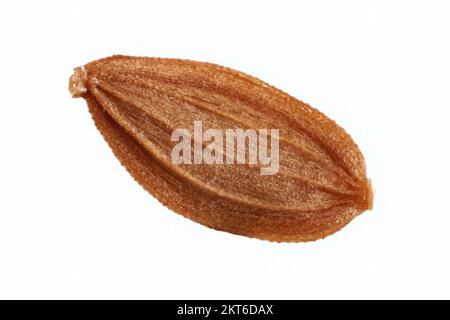 Sonchus asper, chardon-Marie, Raue Gänsedistel, gros plan, fruit (graine) sans papus, fruit de 3-4 mm de long Banque D'Images
