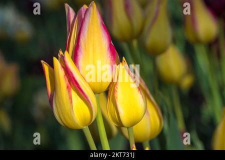 Des tulipes fleurissent dans les lits de fleurs colorés lors du festival de la tulipe, dans le cadre du festival annuel de la tulipe d'Ottawa Banque D'Images