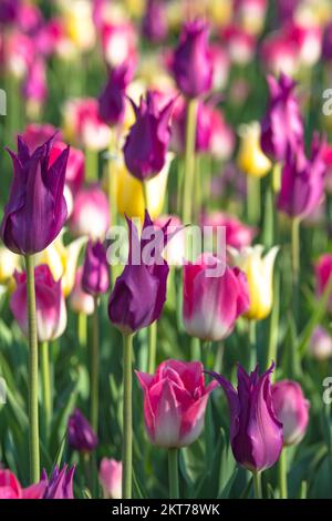 Des tulipes fleurissent dans les lits de fleurs colorés lors du festival de la tulipe, dans le cadre du festival annuel de la tulipe d'Ottawa Banque D'Images