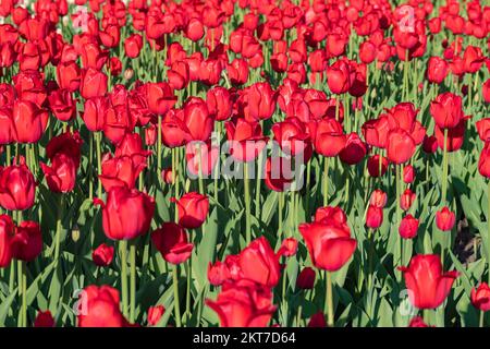 Des tulipes fleurissent dans les lits de fleurs colorés lors du festival de la tulipe, dans le cadre du festival annuel de la tulipe d'Ottawa Banque D'Images