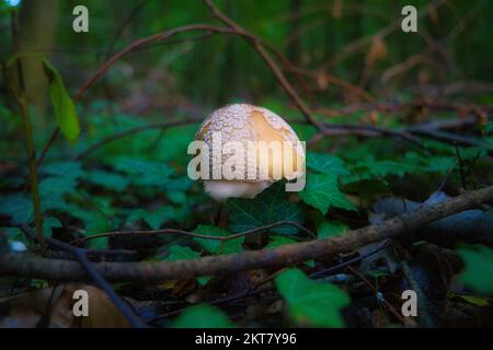Un gros plan d'Amanita rubescens, connu sous le nom de rousseur Banque D'Images
