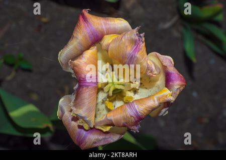 Des tulipes fleurissent dans les lits de fleurs colorés lors du festival de la tulipe, dans le cadre du festival annuel de la tulipe d'Ottawa Banque D'Images