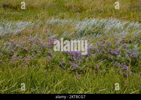 La lavande commune de mer aussi appelée Limonium vulgare ou Strandflieder Banque D'Images