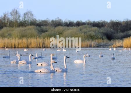 Les cygnes de Bewick (Cygnus bewickii), se rassemblent dans la soirée sur le lac pour se reposer en hiver Banque D'Images