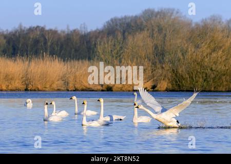 Le cygne de Bewick (Cygnus bewickii) s'envolent de l'eau du lac et laisse un troupeau de cygnes en hiver Banque D'Images