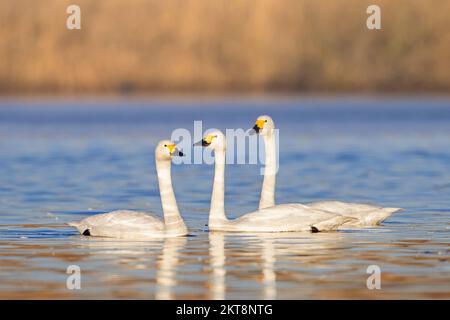 Trois cygnes de Bewick (Cygnus bewickii) se rassemblent dans la soirée sur le lac pour se reposer en hiver Banque D'Images