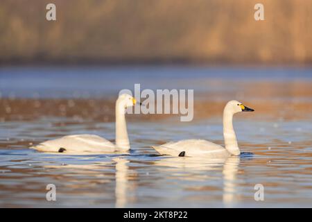 Deux cygnes de Bewick (Cygnus bewickii) nagent dans le lac en hiver Banque D'Images