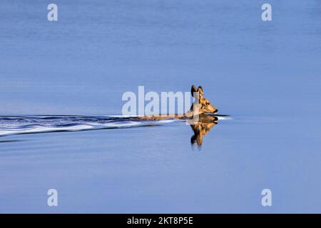 Cerf de Virginie (Capreolus capreolus) femelle / doe traversant le lac en nageant dans l'eau au printemps Banque D'Images