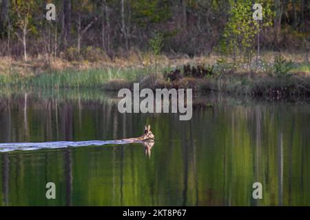 Cerf de Virginie (Capreolus capreolus) femelle / doe traversant le lac en nageant dans l'eau au printemps Banque D'Images