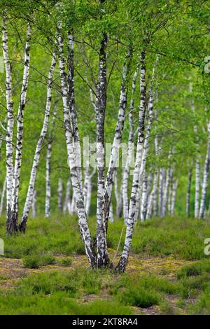 Bouleau argenté / bouleau verruque / bouleau blanc européen (Betula pendula / Betula verrucosa) troncs d'arbres de bouleau dans la forêt décidue en été Banque D'Images