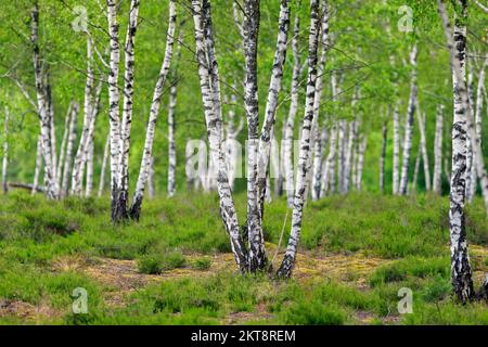 Bouleau argenté / bouleau verruque / bouleau blanc européen (Betula pendula / Betula verrucosa) troncs d'arbres de bouleau dans la forêt décidue en été Banque D'Images