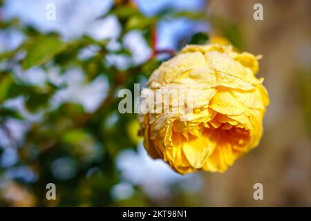Rose jaune gelée par le froid de l'hiver à l'aube. Banque D'Images