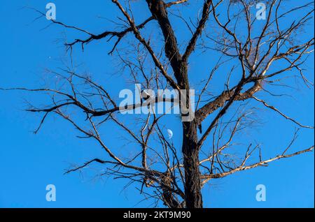 Un magpie australien (Gymnorhina tibicen) perçant sur un arbre à Sydney, Nouvelle-Galles du Sud, Australie (photo de Tara Chand Malhotra) Banque D'Images