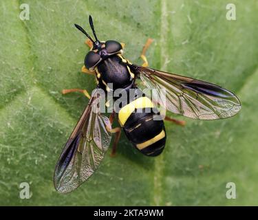 Vue dorsale du Chrysotoxum bicinctum survoler au repos sur la feuille. Tipperary, Irlande Banque D'Images