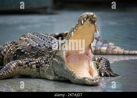 Crocodile ouvrir la grande bouche sur le sol, gros plan. Banque D'Images
