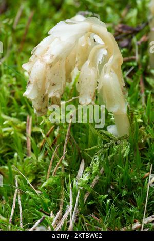 Plante parasitaire sans chlorophylle Pinesap (False Beech-drops, Hypopitys monotropa) dans une forêt de pins en Biélorussie, en Europe Banque D'Images